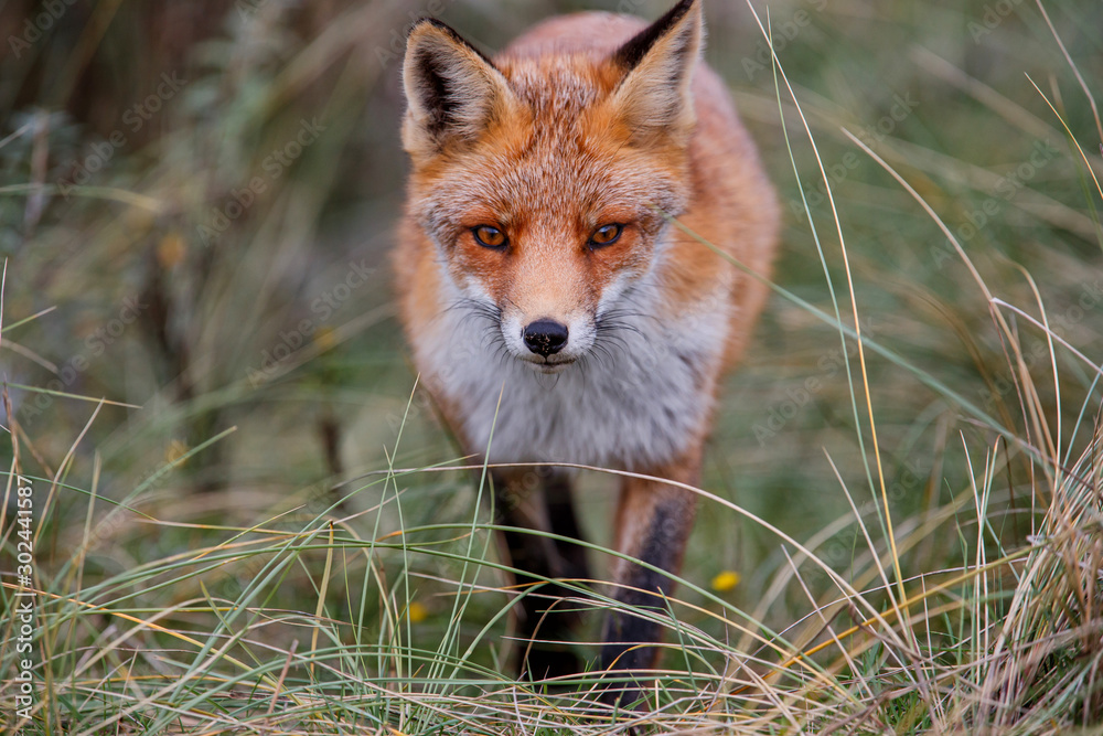 Fototapeta premium Red Fox in the dunes of the Amsterdam water supply area near the village of Zandvoort