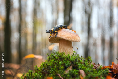 Fire salamander (a black yellow spotted) sitting on the boletus mushroom against the autumn misty beech forest background, rare wild animal in natural environment