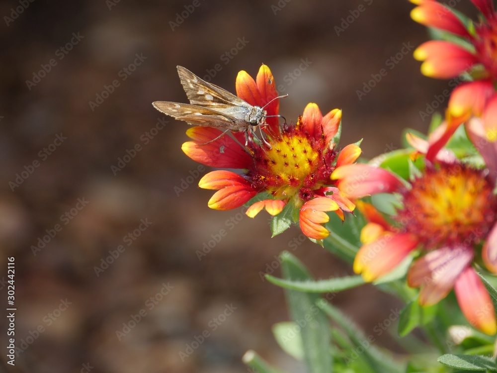 Small butterfly sucking nectar from a red flower Small butterfly sucking nectar from a red flower