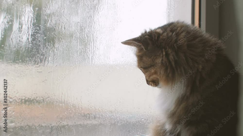 fluffy cat in melancholy mood sitting near the window watching the rain outdoors, a pet on background of glass with water drops, weather concept