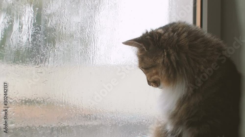 fluffy cat in melancholy mood sitting near the window watching the rain outdoors, a pet on background of glass with water drops, weather concept
