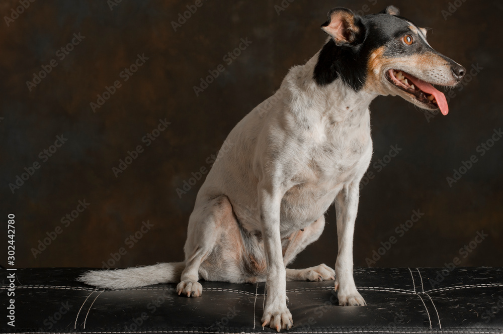 Portrait of small Andalusian ratter breed dog sitting on a bench