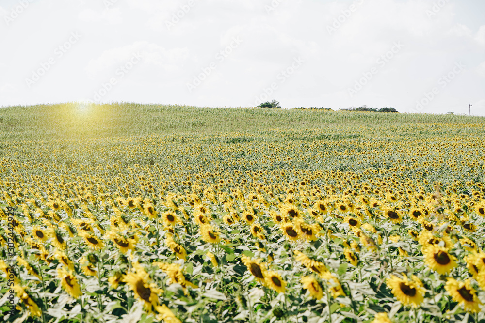 Fototapeta premium Beautiful Landscape of sunflowers blooming in the field with mountain range horizon background with sunlight.