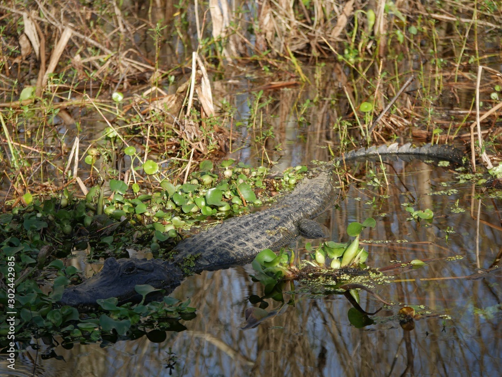 Side view, top shot of an alligator in the swamps Side view, top shot of an alligator in the swamps