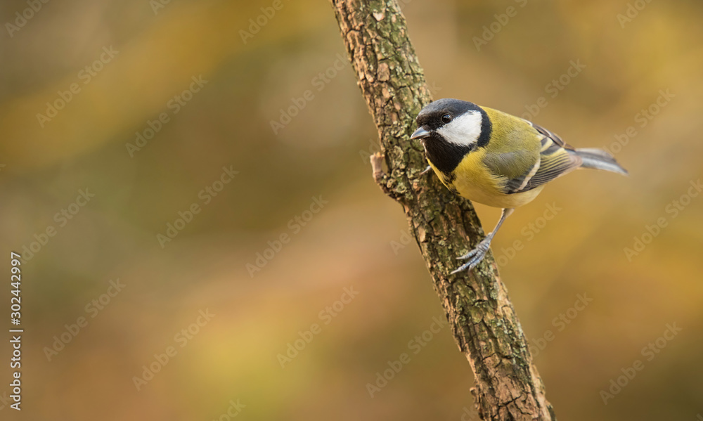 Fototapeta premium Great titmouse standing a branch