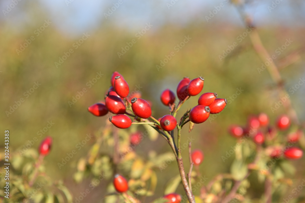Autumn briar rose fruits on the unfocused background. 