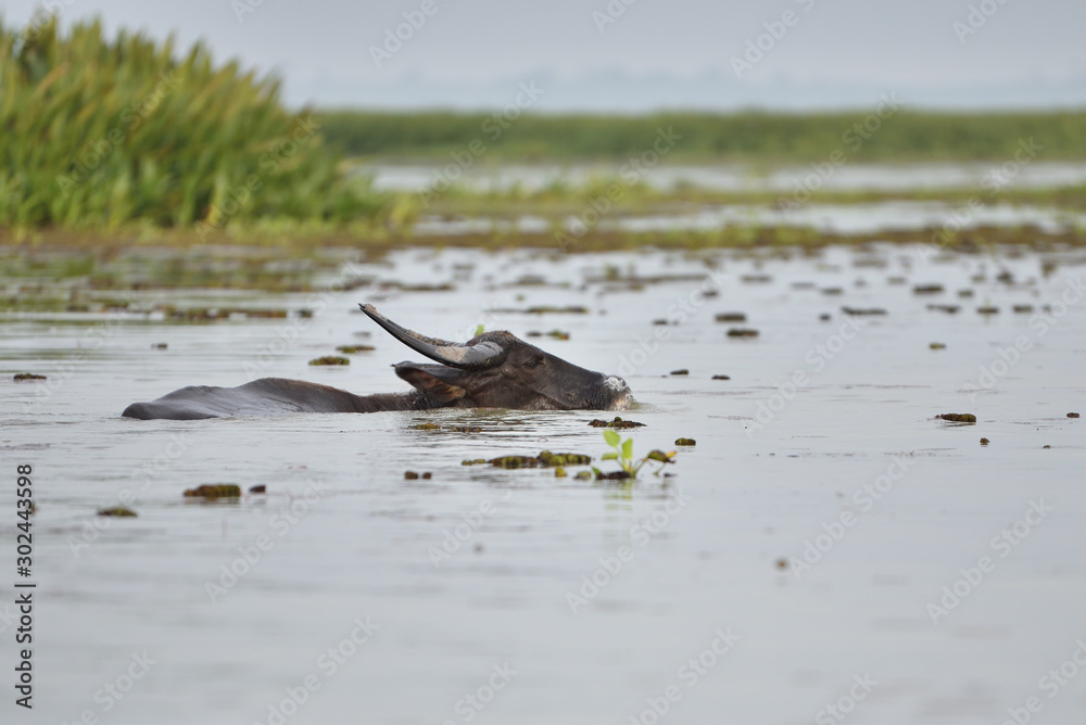Buffalo swimming for food Buffalo swimming for food