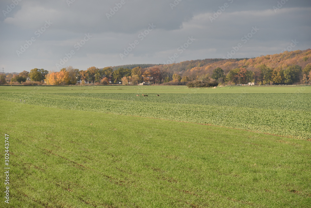 Autumn landscape on the countryside in Poland. Autumn landscape on the countryside in Poland.