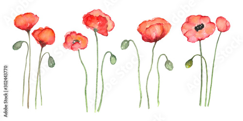 Red poppy watercolor painting set on isolated white background hand painted art in elements or clipart