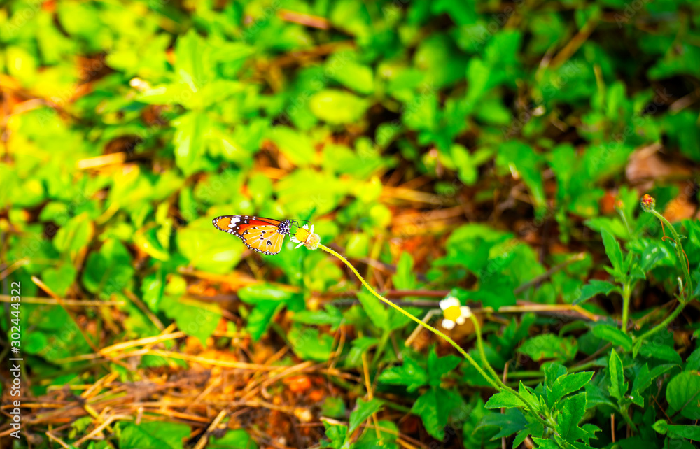 Butterflies on the island twigs , drinking nectar from flowersof the morning look beautiful Butterflies on the island twigs , drinking nectar from flowersof the morning look beautiful