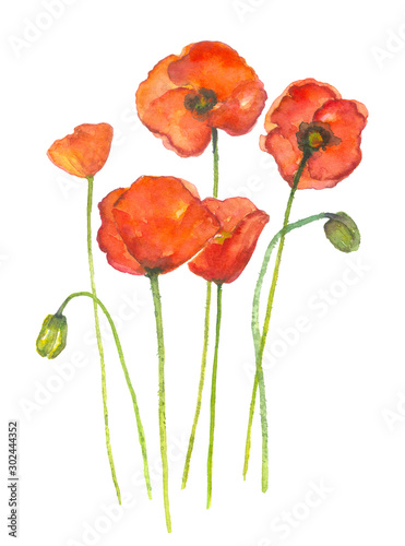 Fototapeta Naklejka Na Ścianę i Meble -  Red poppy watercolor painting group on isolated white background hand painted art in element or clipart
