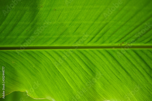 19-10-27 Prague-Botanic garden Na Slupi-0003-leaf of banana tree