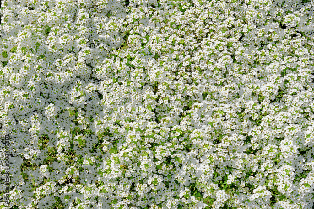 The annual variety of alyssum The annual variety of alyssum