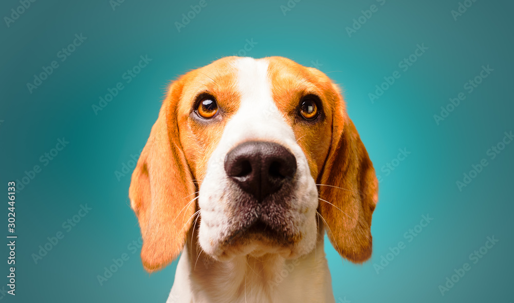 Beautiful beagle dog isolated on Turquoise background. Studio headshoot. Copy space on right