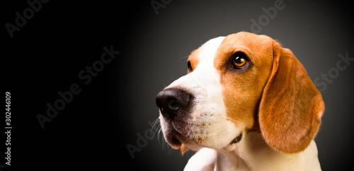 Fototapet Beautiful beagle dog isolated on black background