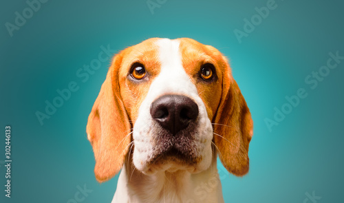 Beautiful beagle dog isolated on Turquoise background. Studio headshoot. Copy space on right