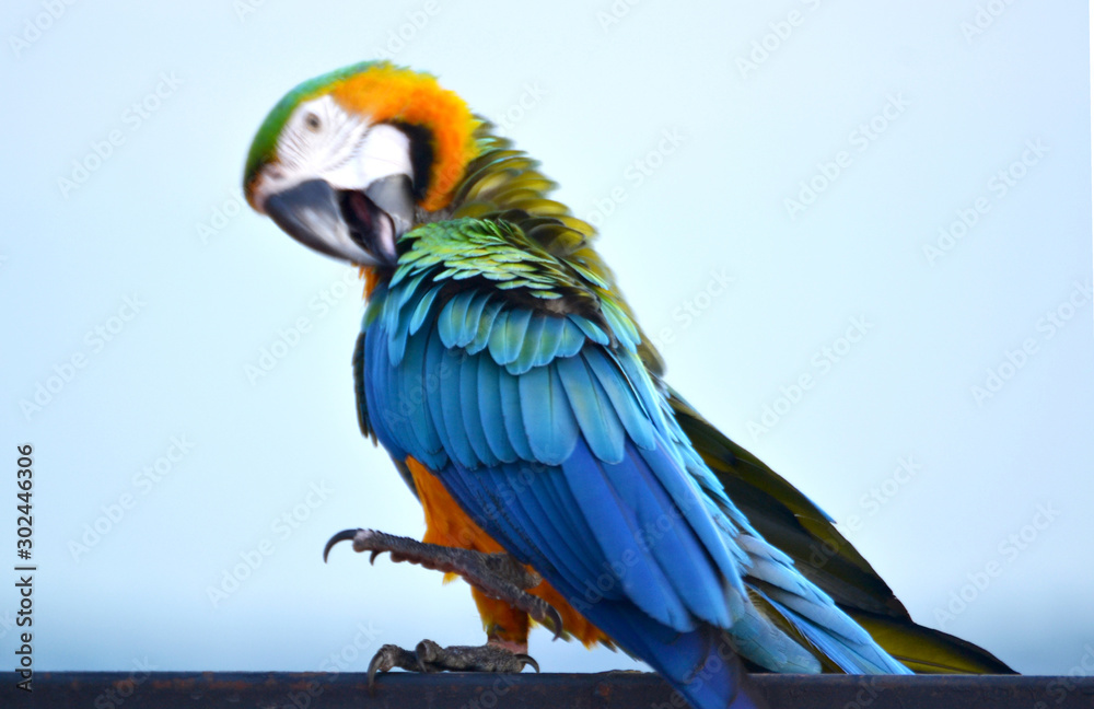 Parrots, macaws, blue sea.