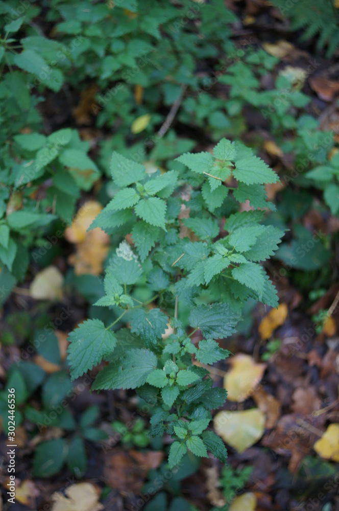 Brennessel im Wald,green, blatt, pflanze, natur, efeu, garden, beschaffenheit, wachsen, wand, frisch, laub, frühling, auflösungszeichen, baum, klee, wachstum, gras, flora, busch, wald, farbe, sommer Brennessel im Wald,green, blatt, pflanze, natur, efeu, garden, beschaffenheit, wachsen, wand, frisch, laub, frühling, auflösungszeichen, baum, klee, wachstum, gras, flora, busch, wald, farbe, sommer