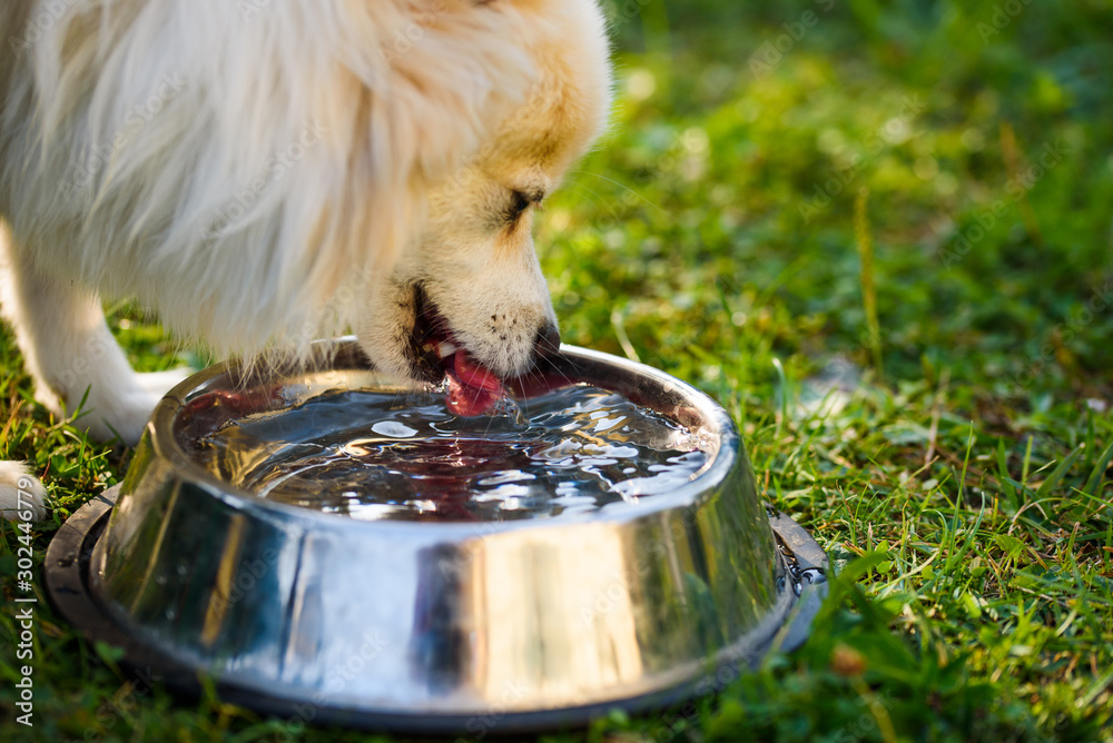 Pomeranian drink hotsell