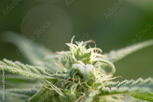 Cannabis sativa flower close up