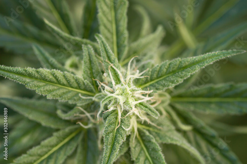 Detail of cannabis sativa flower