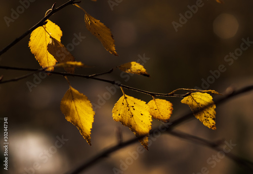 Fall concept. yellow leaves on tree branches blurred background. selective focus. colors of autumn. autumn Park.