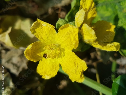 yellow leaves