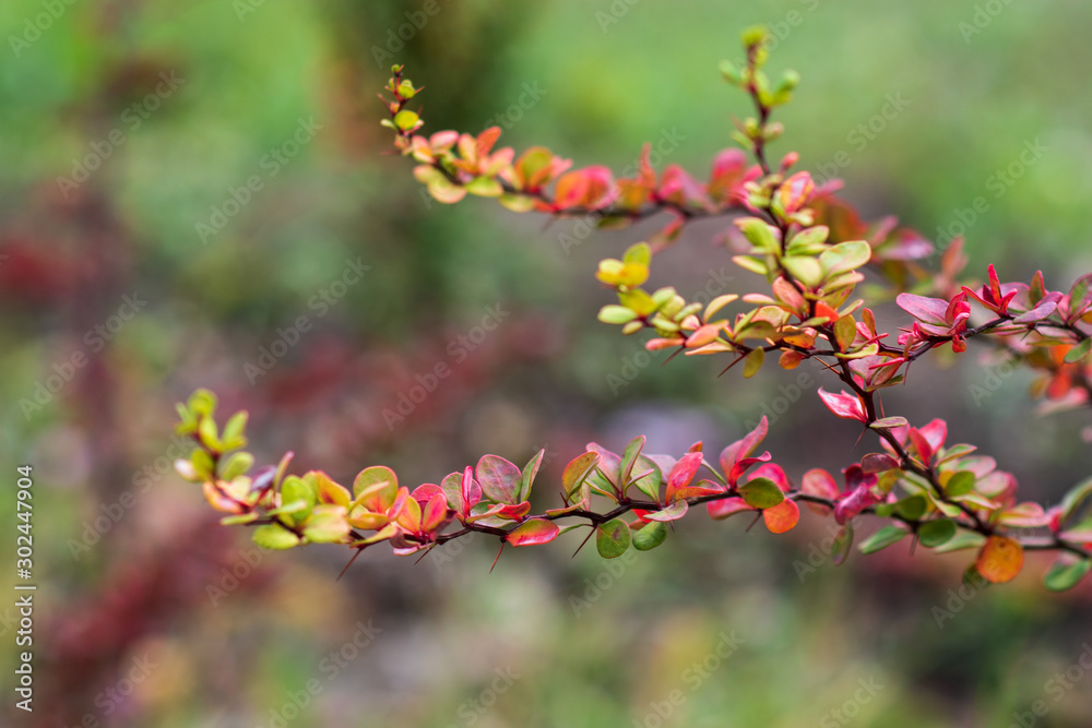 Fall concept. yellow leaves on tree branches blurred background. selective focus. colors of autumn. autumn Park. Fall concept. yellow leaves on tree branches blurred background. selective focus. colors of autumn. autumn Park.