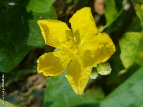 yellow flower