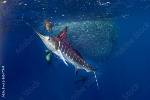 Tela Striped marlin and sea lion hunting in sardine bait ball in pacific ocean