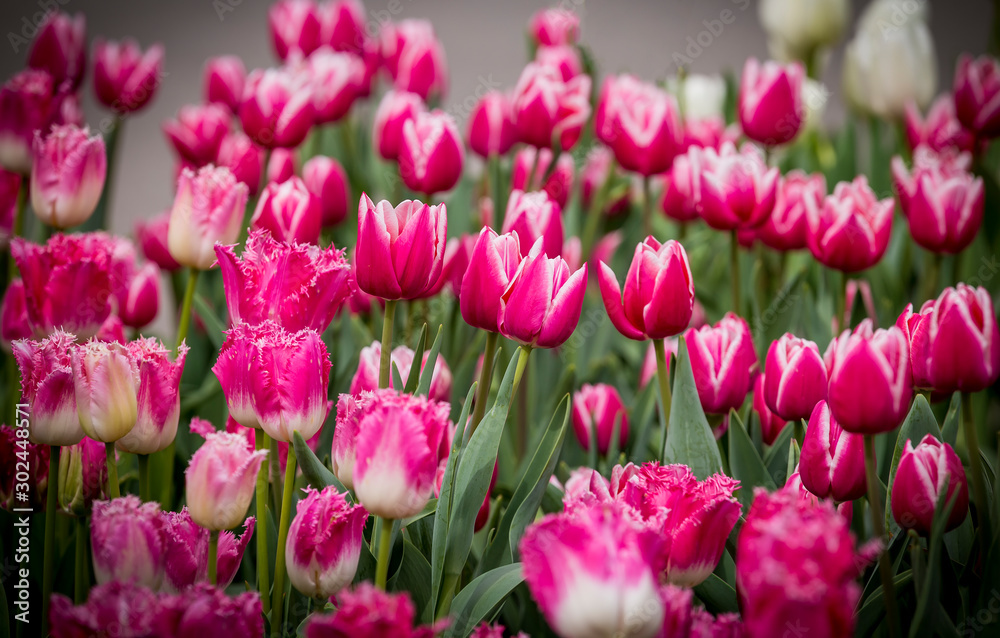 Beautiful bright colorful purple pink white blooming tulips on a large flowerbed in the city garden or flower farm field in springtime. Spring easter flower background.