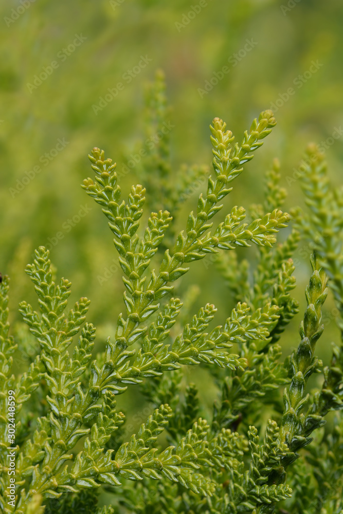 Japanese thuja Japanese thuja
