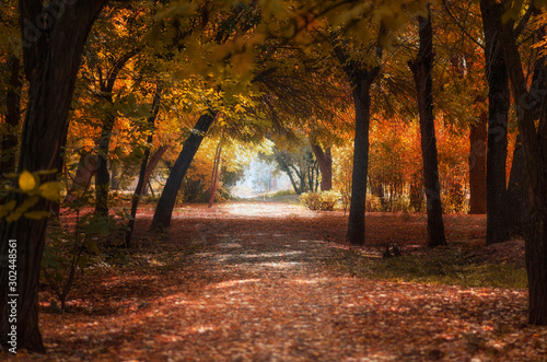 Nice autumn park. Yellow and orange colors. Beautifull nature. © Olga
