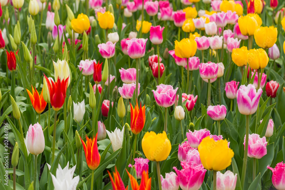 Beautiful bright colorful multicolored yellow, white, red, purple, pink blooming tulips on a large flowerbed in the city garden or flower farm field in springtime. Spring easter flower background.