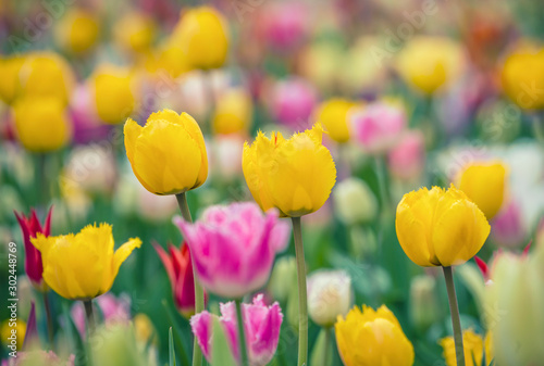 Fototapeta Naklejka Na Ścianę i Meble -  Beautiful bright colorful multicolored yellow, white, red, purple, pink blooming tulips on a large flowerbed in the city garden or flower farm field in springtime. Spring easter flower background.