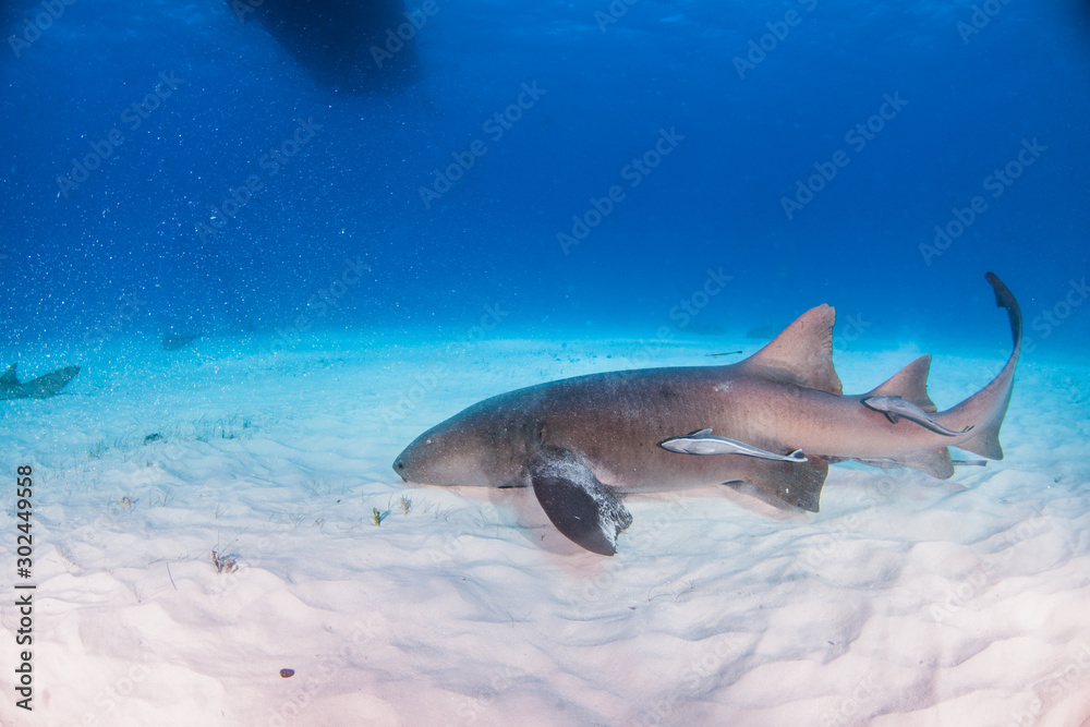 Fototapeta premium Nurse shark at the Bahamas