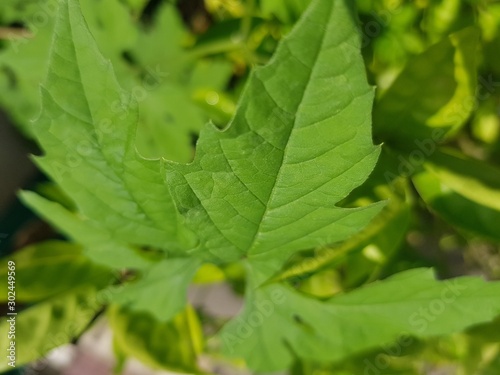 green leaf with drops of water