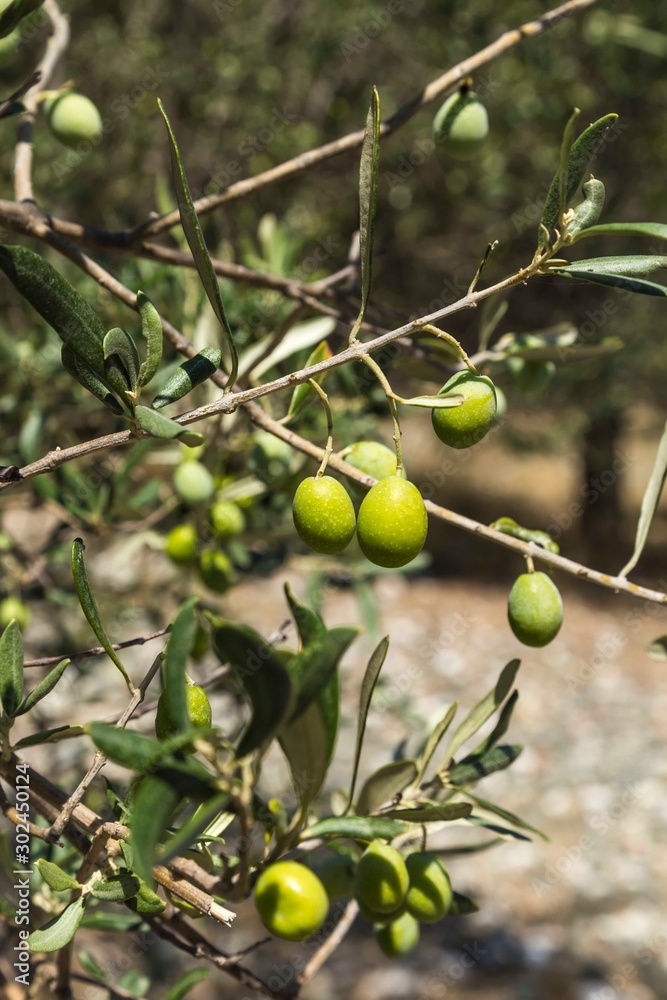 Green Olives Tree.Farmer is harvesting and picking olives on olive farm. Gardener in Olive garden harvest