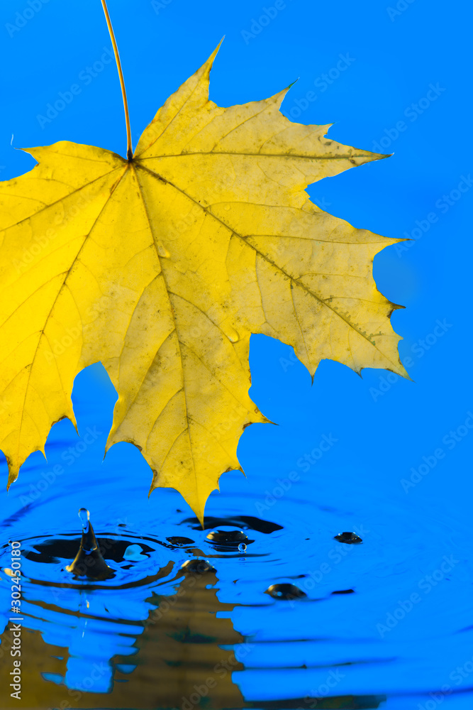 Obraz premium leaf autumn water river drop spray