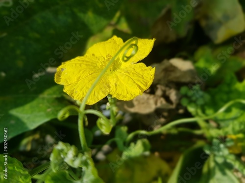 butterfly on flower