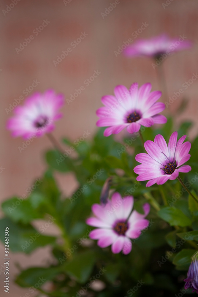 african daisy