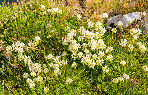 Field locoweed (Oxytropis campestris) - Blooming in the summer season on a grassy slope with a calcareous base.