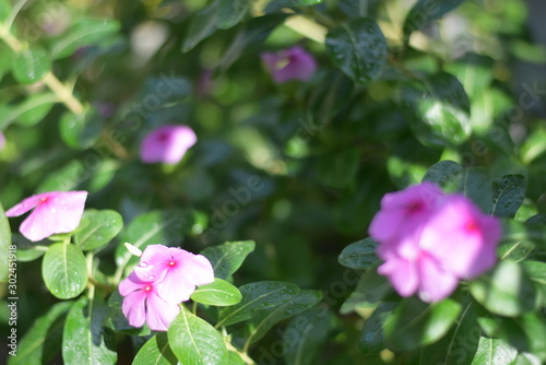 pink flowers in the garden