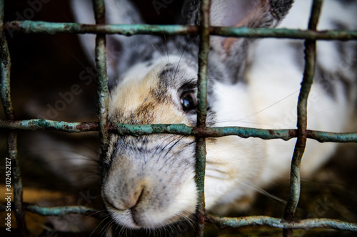 Mixed-colored rabbit sitting in a cage, close-up on a head. Farm animals on a countryside farm.