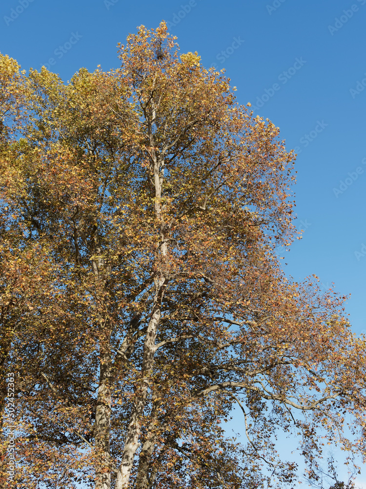 (platanus x hispanica or acerifolia) London plane tree or hybrid plane tree with fall colors