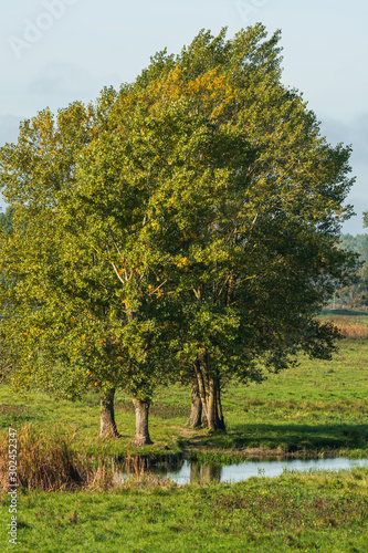 Baumreihe versetzt hintereinander im Spätsommer im Morgenlicht