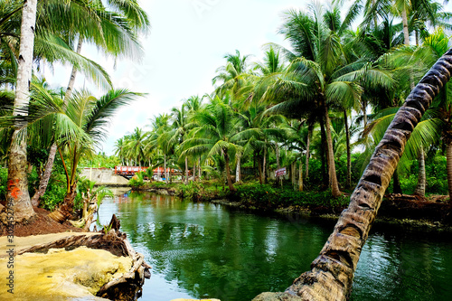 Coconut trees in lagoon