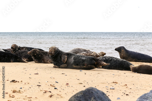 Grey Seals in Norfolk, East Anglia in the UK