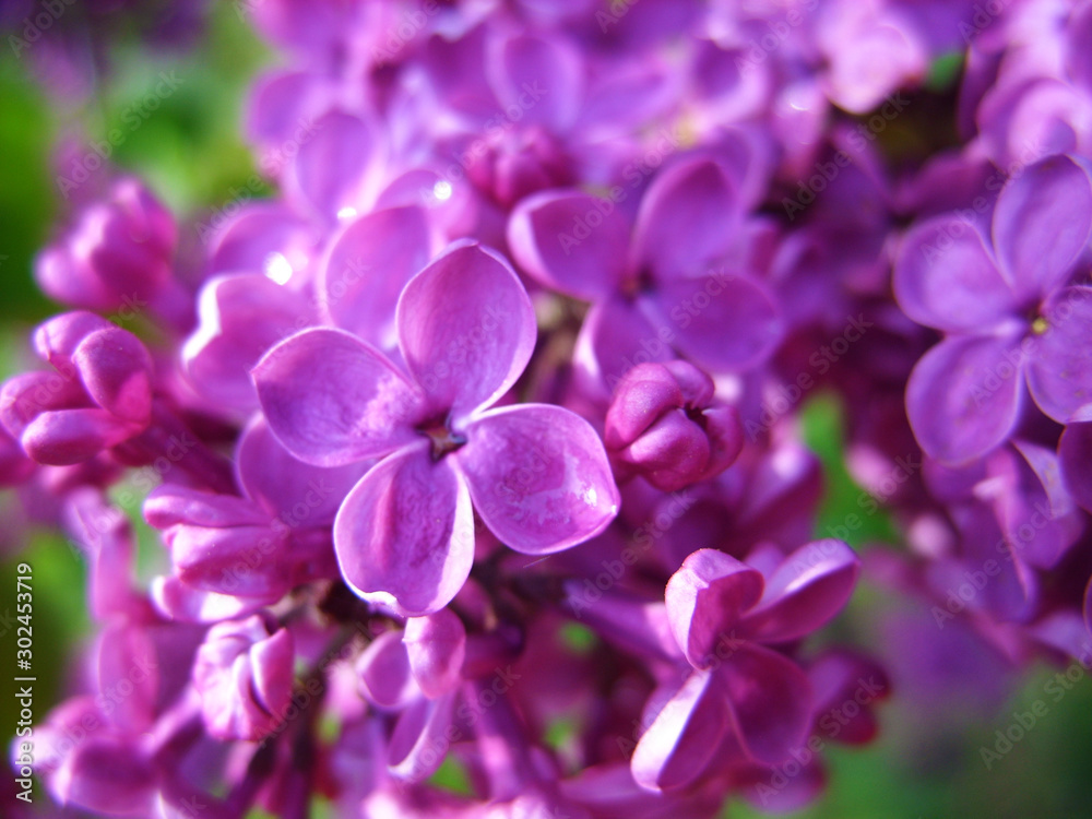 Purple lilac Purple lilac