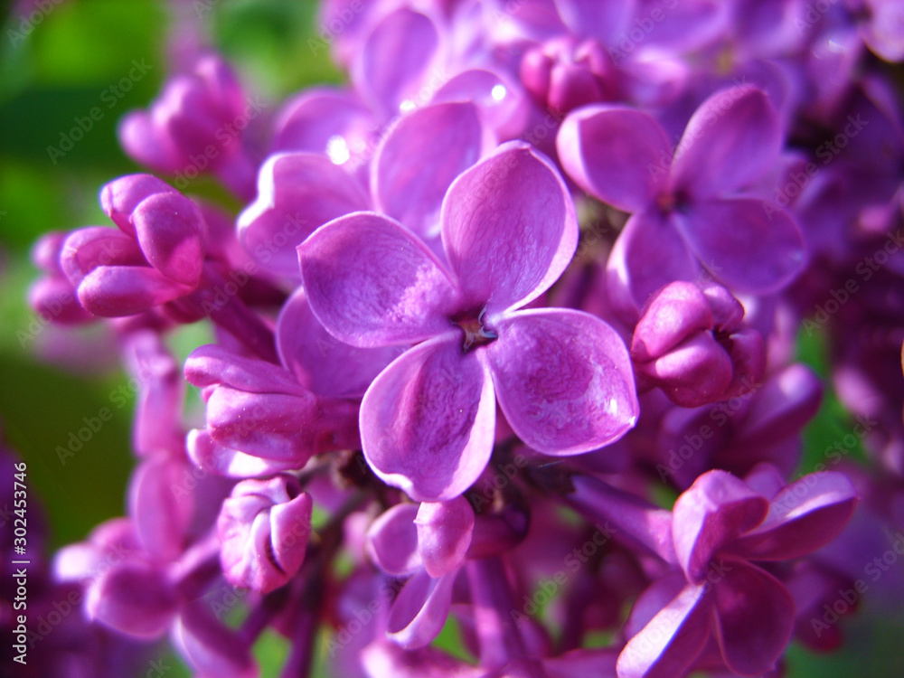 Purple lilac Purple lilac